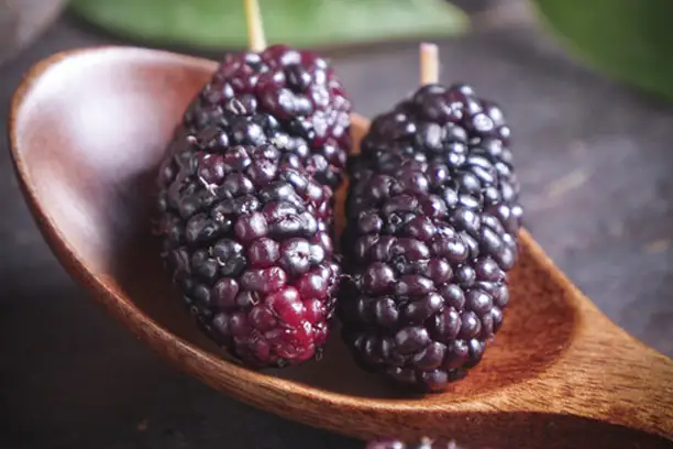 Does mulberry extract lighten skin?